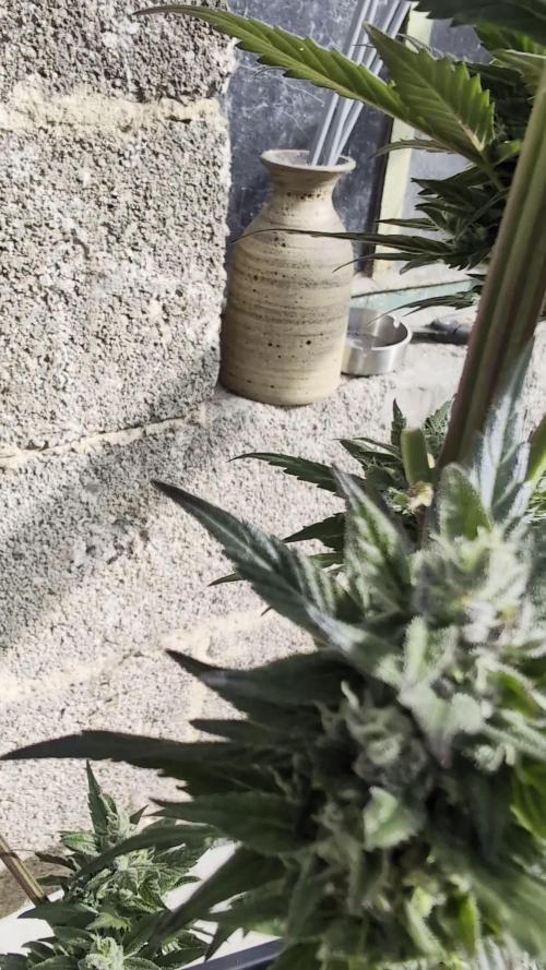 Wild Thai Automatic