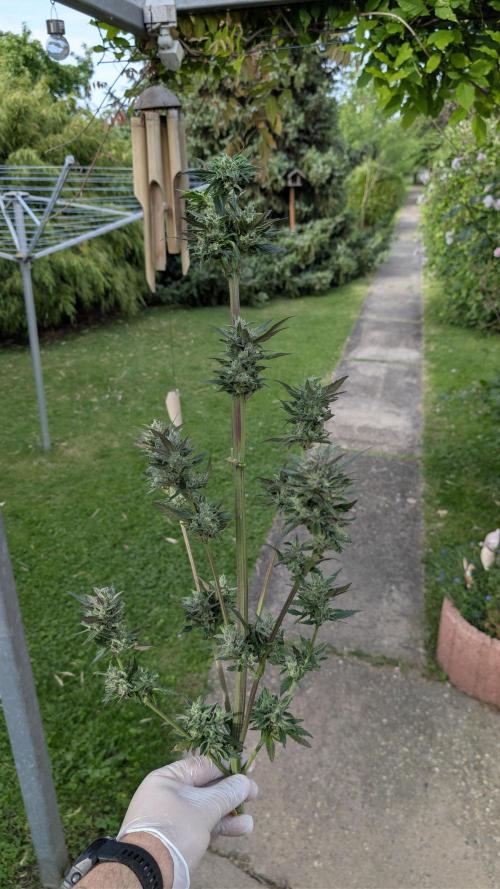 Wild Thai Automatic. Week 10