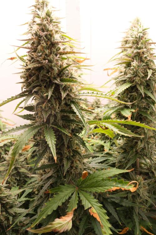 Pineapple Pulse Auto. Week 9