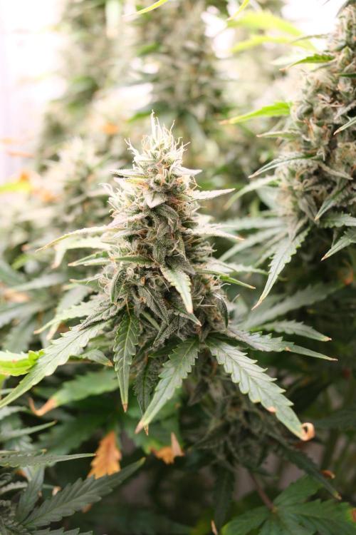 Pineapple Pulse Auto. Week 9