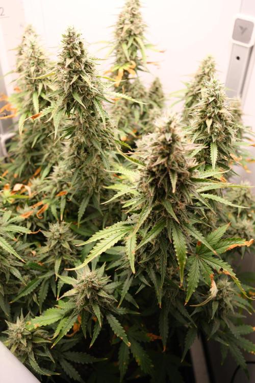 Pineapple Pulse Auto. Week 9