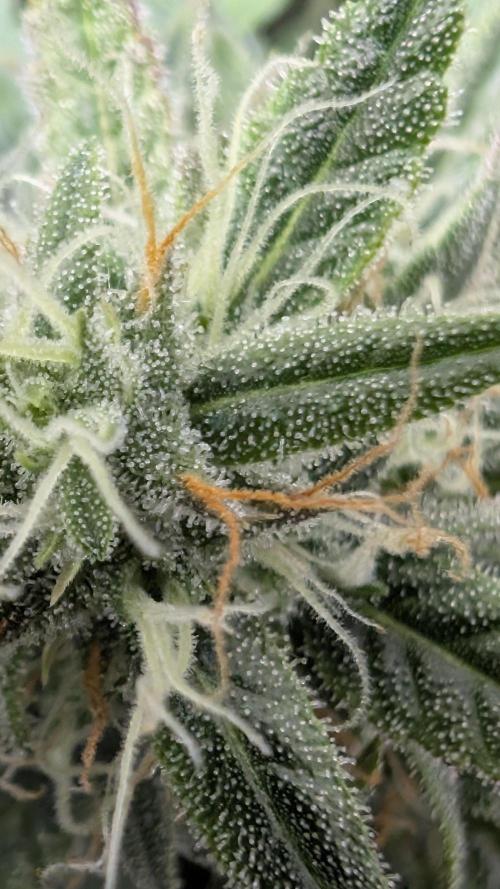 Pineapple Pulse Auto. Week 9