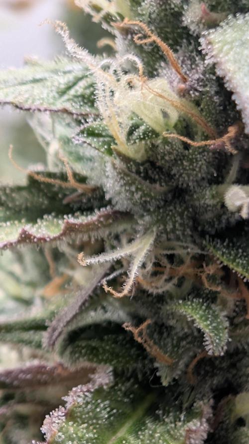 Pineapple Pulse Auto. Week 9