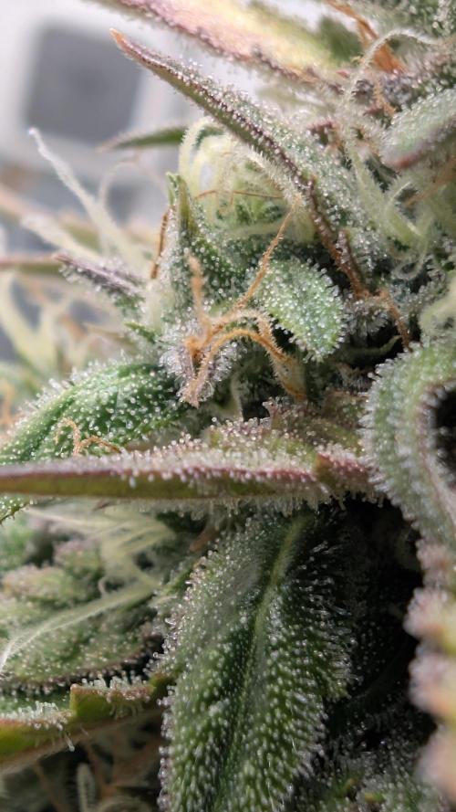 Pineapple Pulse Auto. Week 9