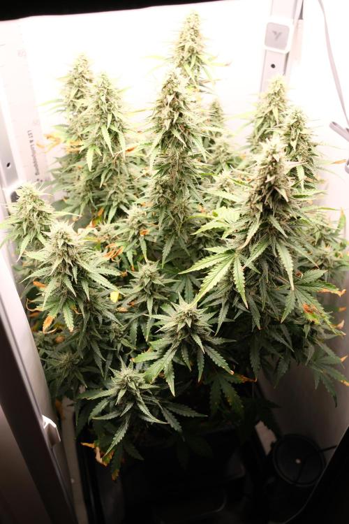 Pineapple Pulse Auto. Week 9