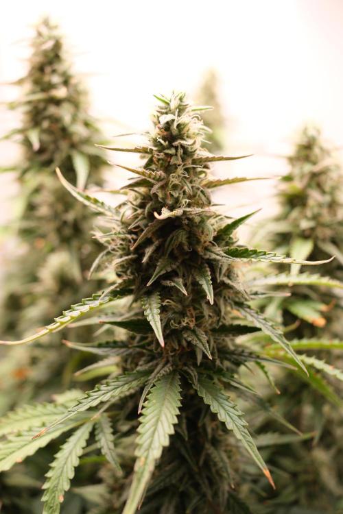 Pineapple Pulse Auto. Week 9