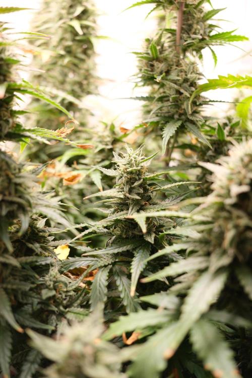 Pineapple Pulse Auto. Week 9