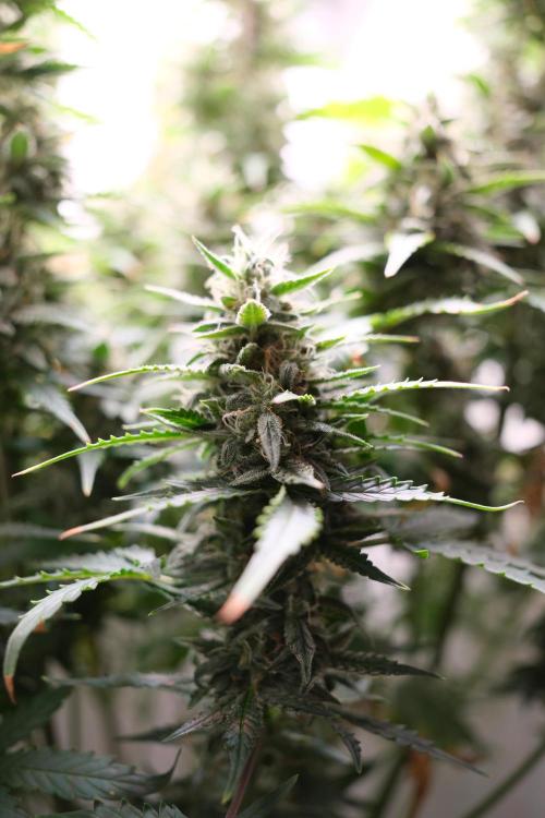 Pineapple Pulse Auto. Week 9