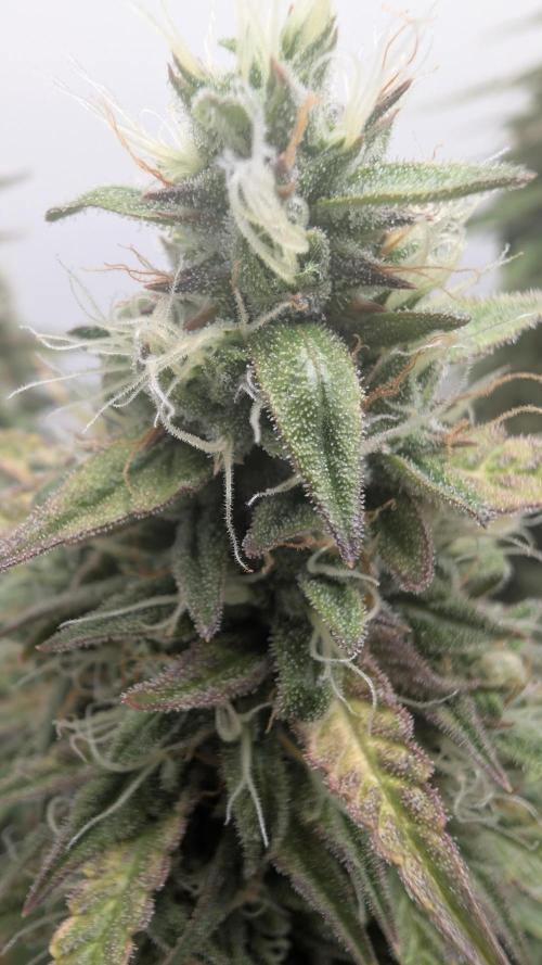 Pineapple Pulse Auto. Week 9