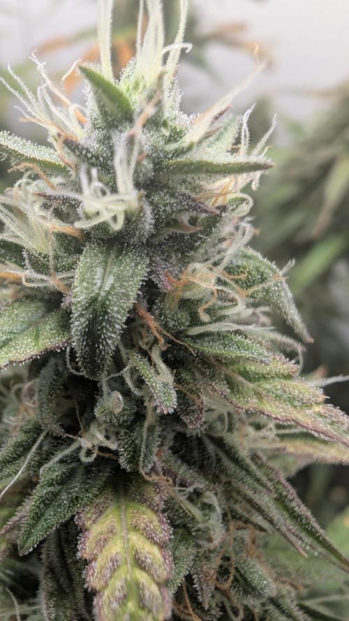 Pineapple Pulse Auto. Week 9