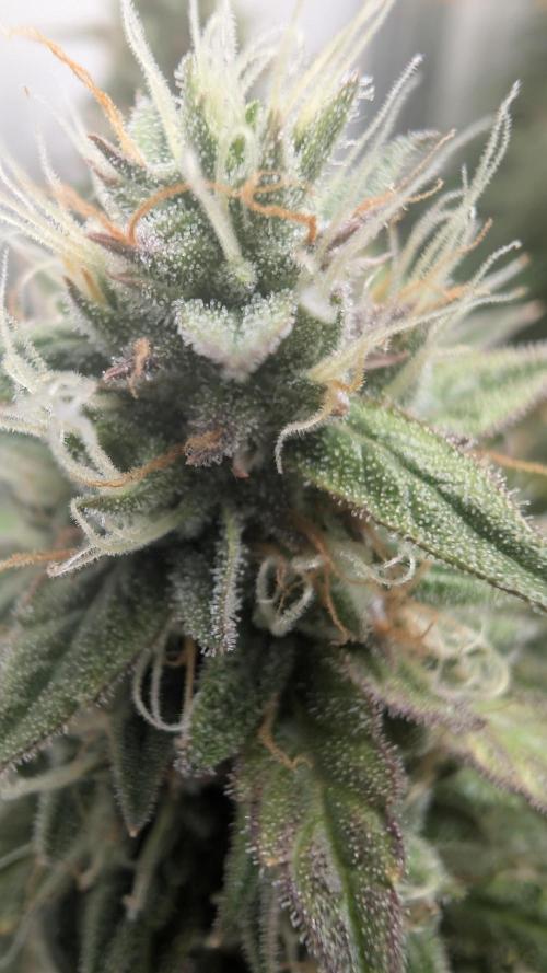 Pineapple Pulse Auto. Week 9