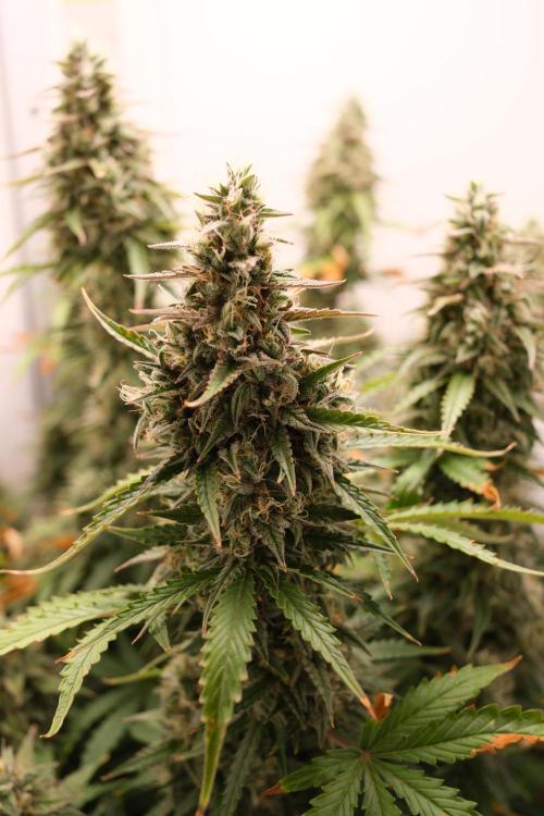 Pineapple Pulse Auto. Week 9
