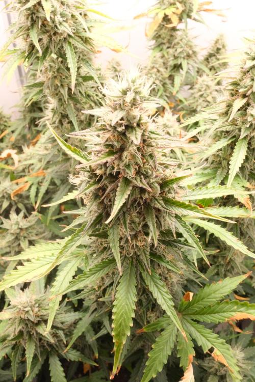 Pineapple Pulse Auto. Week 9