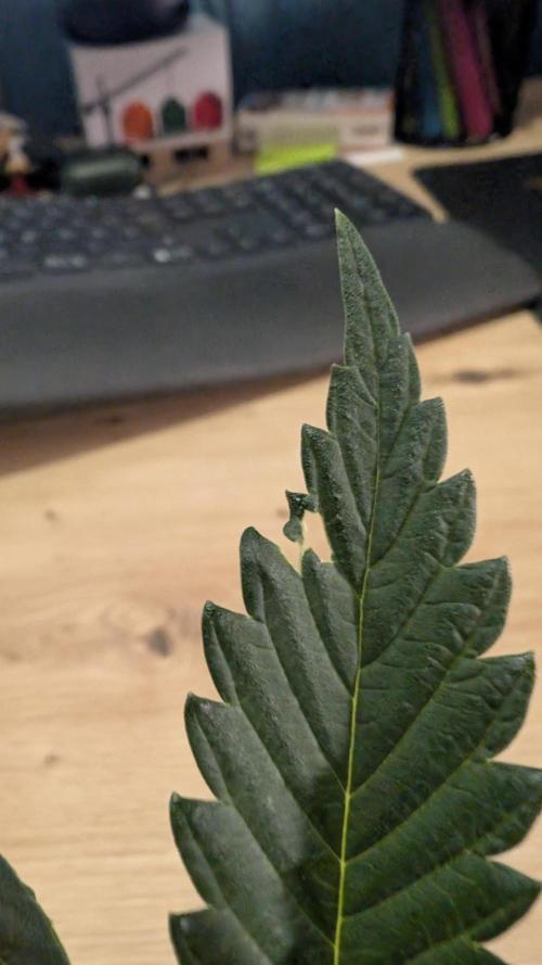 Blue Zushi - Ganja Farmer. Week 4