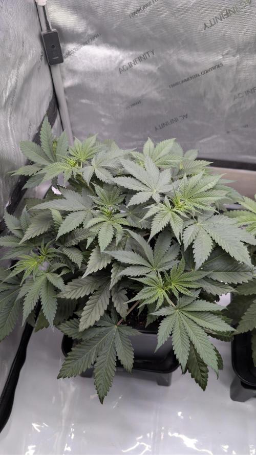 Blue Zushi - Ganja Farmer. Week 4