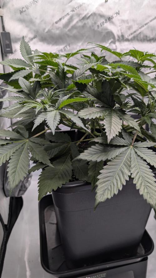 Blue Zushi - Ganja Farmer. Week 4