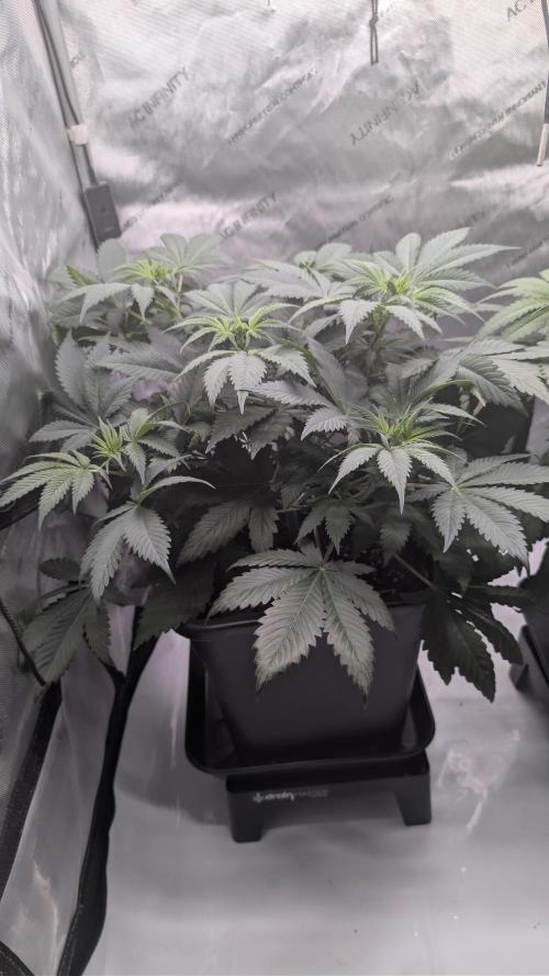 Blue Zushi - Ganja Farmer. Week 4
