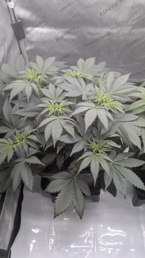 Blue Zushi - Ganja Farmer. Week 4
