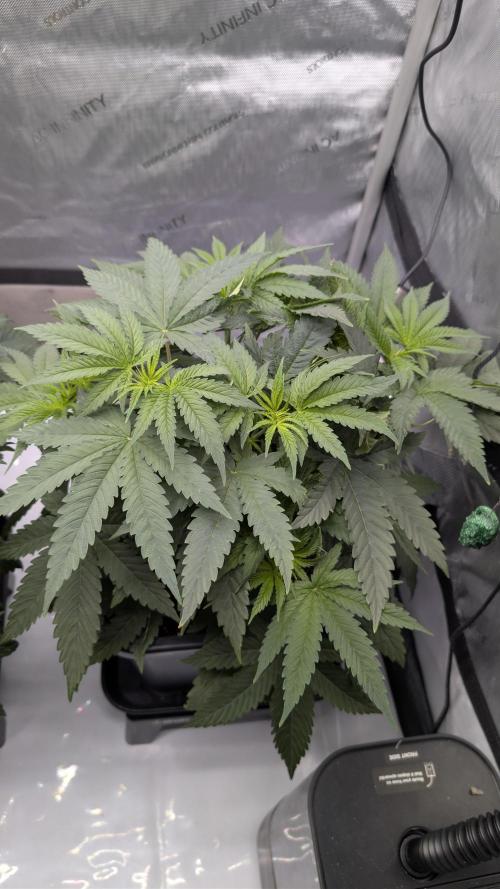 Gorilla Runtz - Seedsman. Week 4