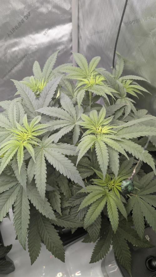 Gorilla Runtz - Seedsman. Week 4