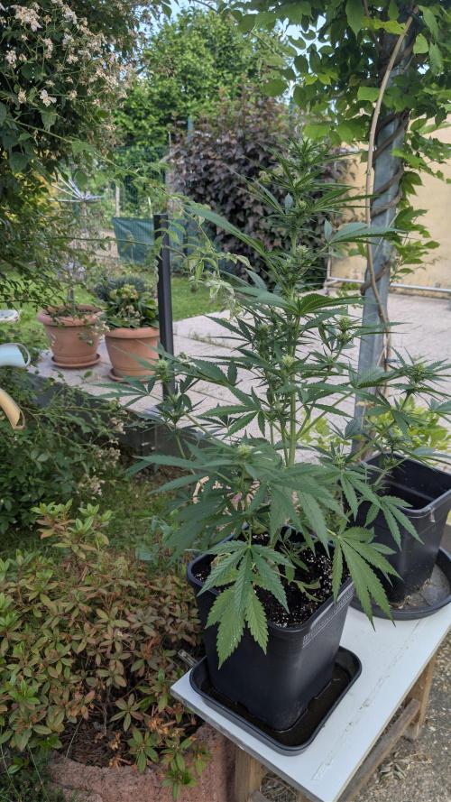 Strawberry Banana Auto - Outdoor. Week 7