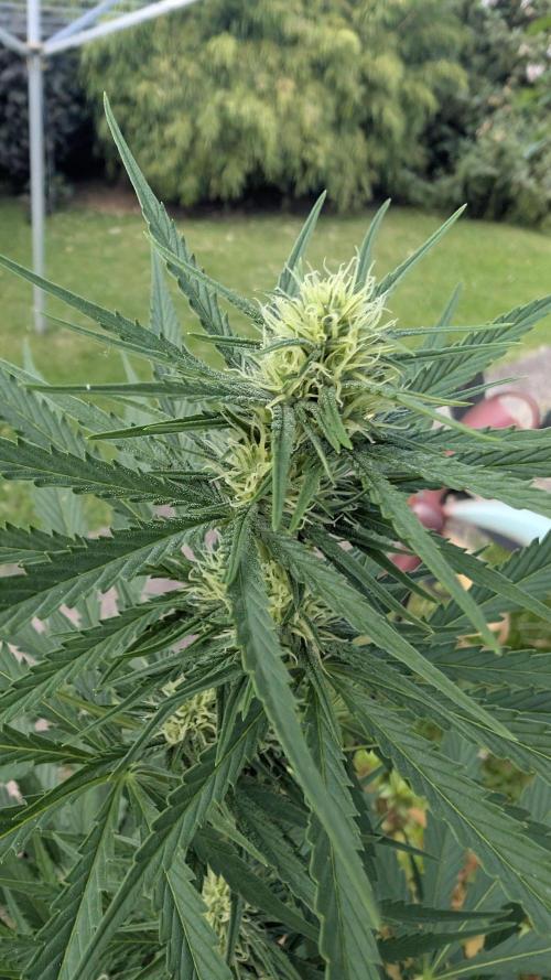 Strawberry Banana Auto - Outdoor. Week 7