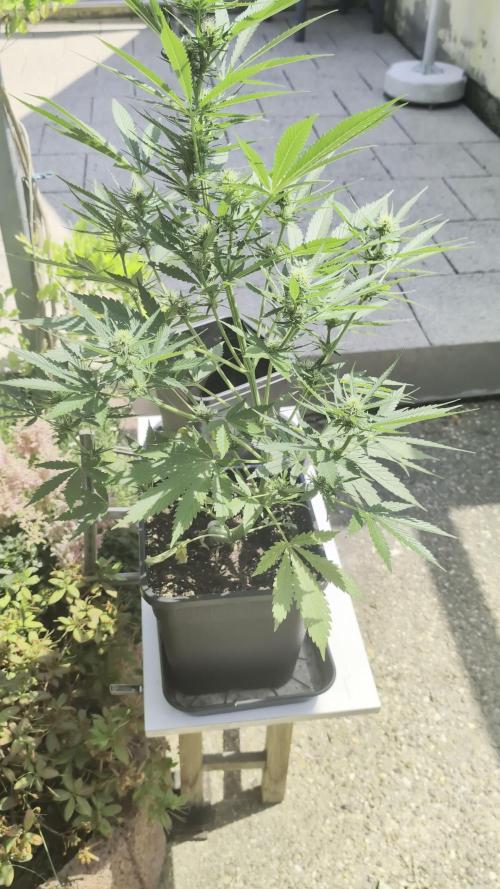 Strawberry Banana Auto - Outdoor