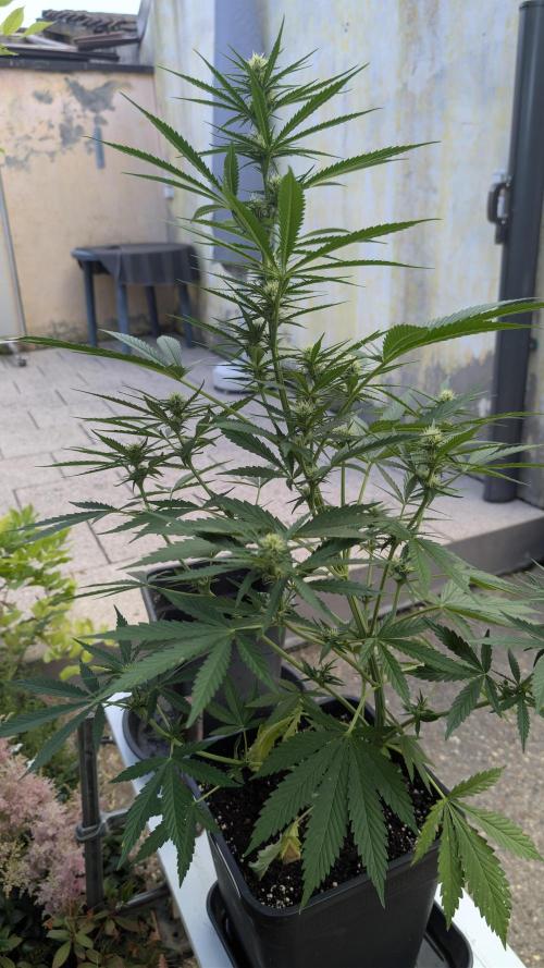 Strawberry Banana Auto - Outdoor. Week 7