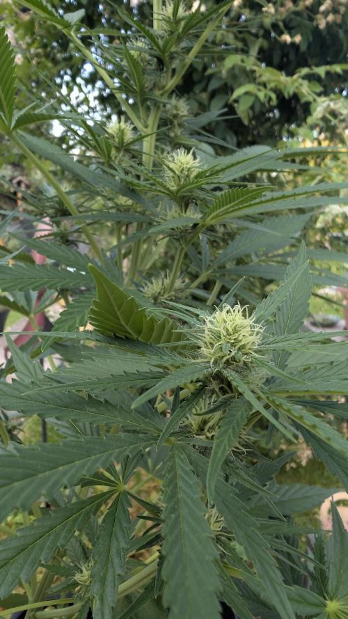Strawberry Banana Auto - Outdoor. Week 7