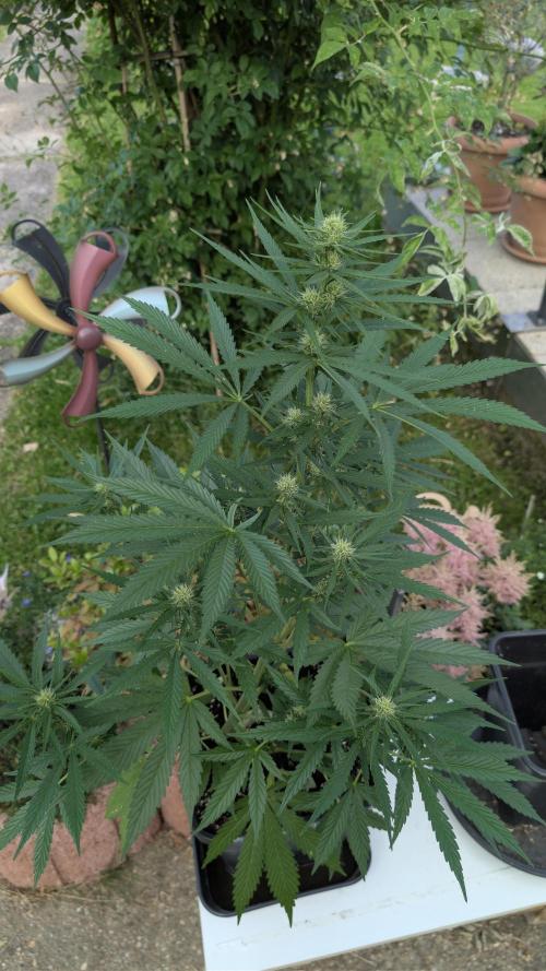 Strawberry Banana Auto - Outdoor. Week 7