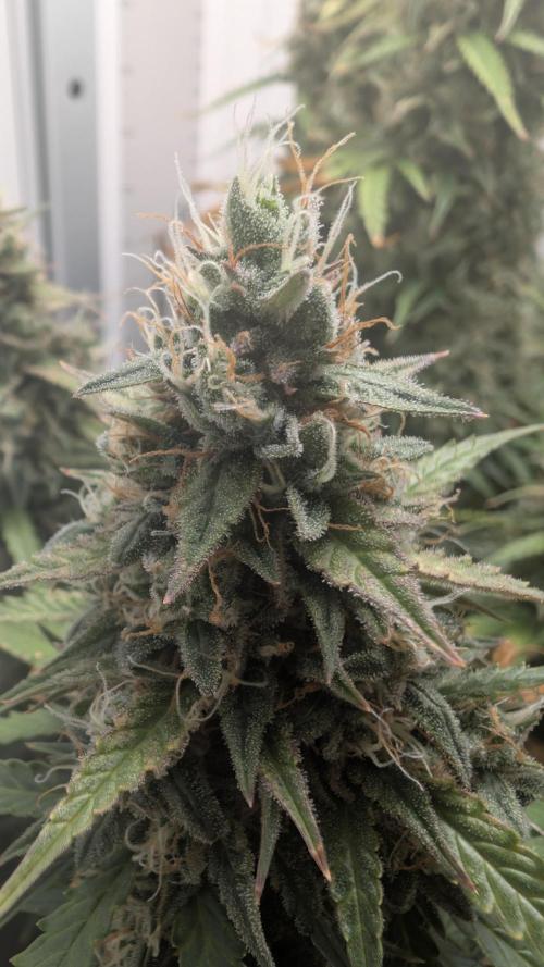 Pineapple Pulse Auto. Week 10