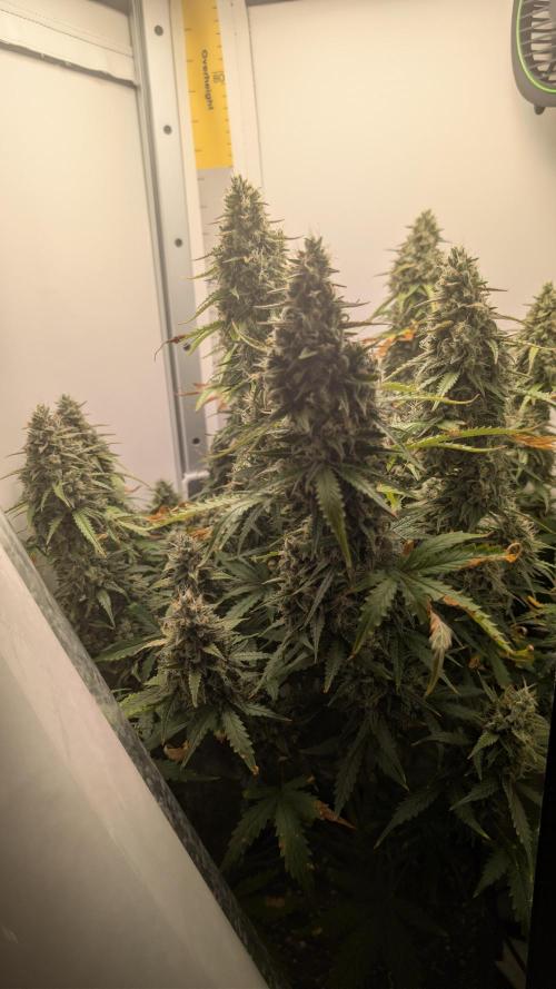 Pineapple Pulse Auto. Week 10