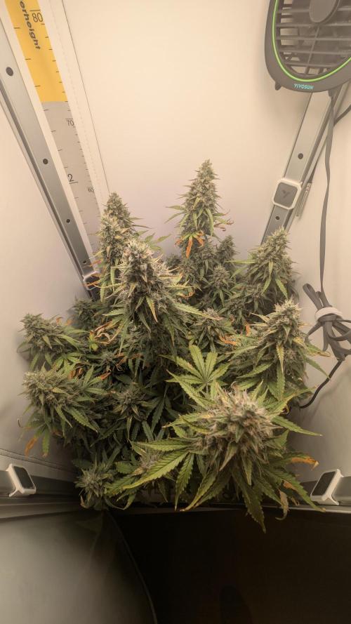 Pineapple Pulse Auto. Week 10