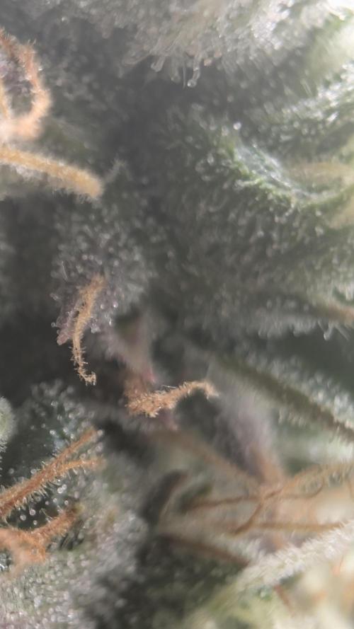 Pineapple Pulse Auto. Week 10