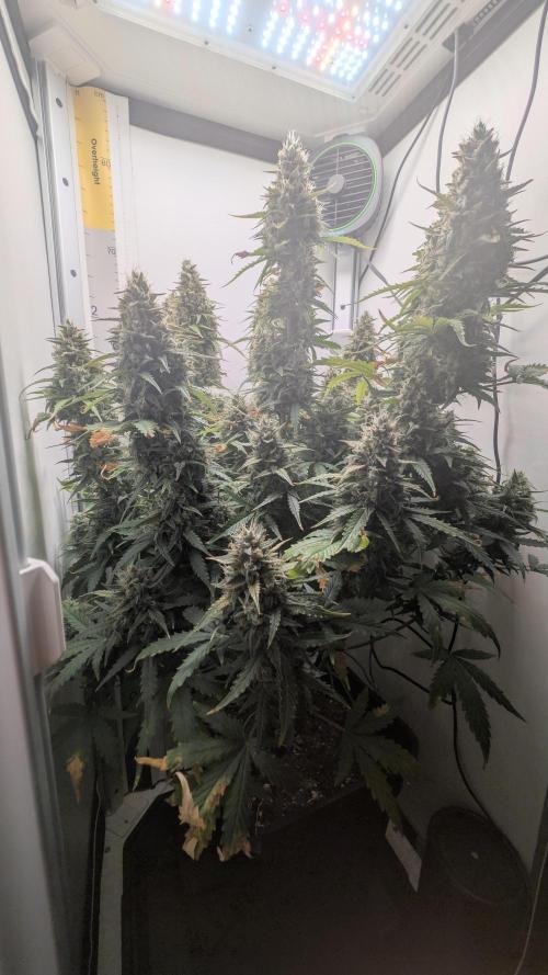 Pineapple Pulse Auto. Week 10