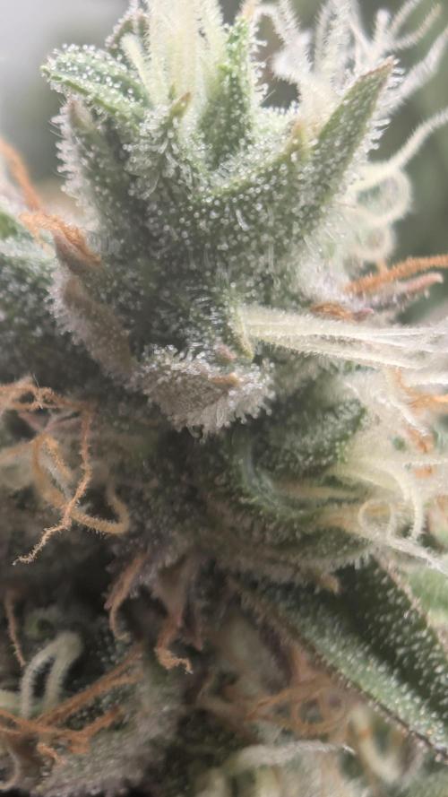 Pineapple Pulse Auto. Week 10