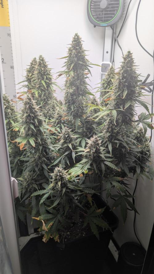 Pineapple Pulse Auto. Week 10