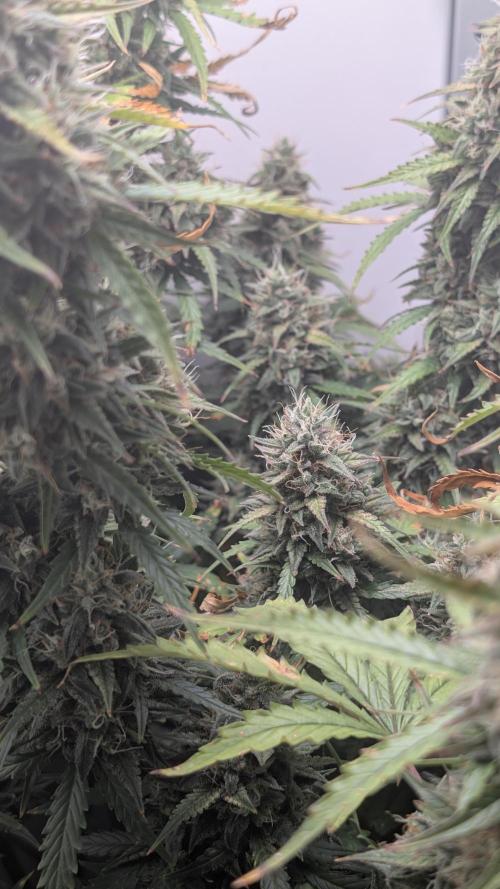 Pineapple Pulse Auto. Week 10