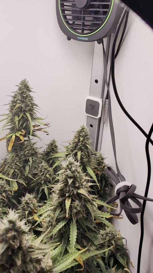 Pineapple Pulse Auto