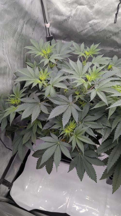 Blue Zushi - Ganja Farmer. Week 5