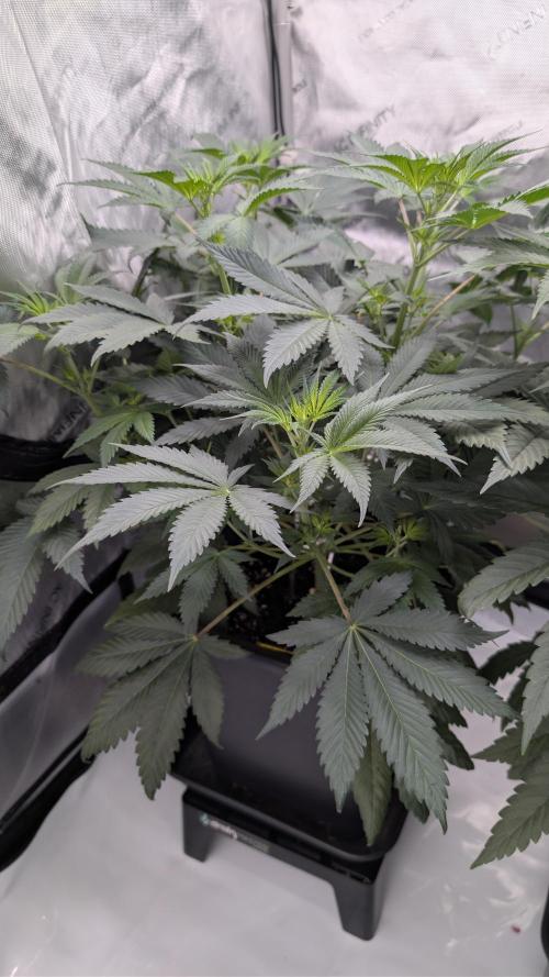 Blue Zushi. Week 5