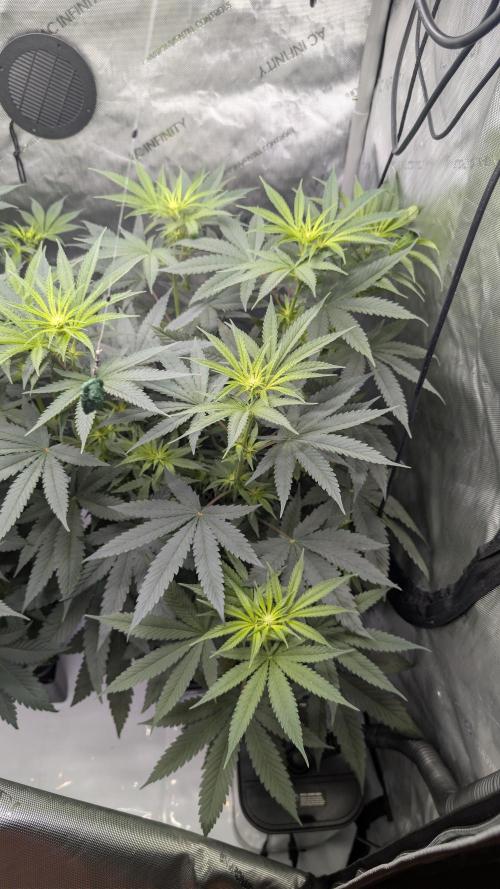 Gorilla Runtz - Seedsman. Week 5