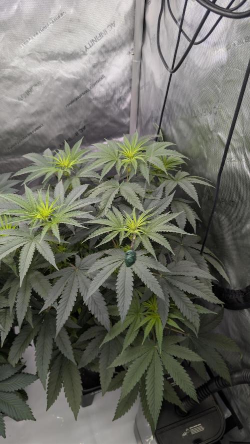 Gorilla Runtz - Seedsman. Week 5