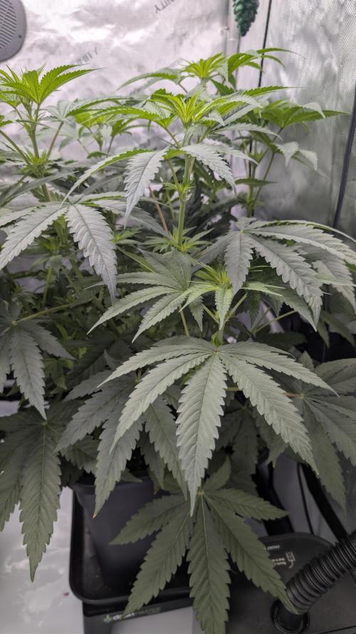 Gorilla Runtz - Seedsman. Week 5