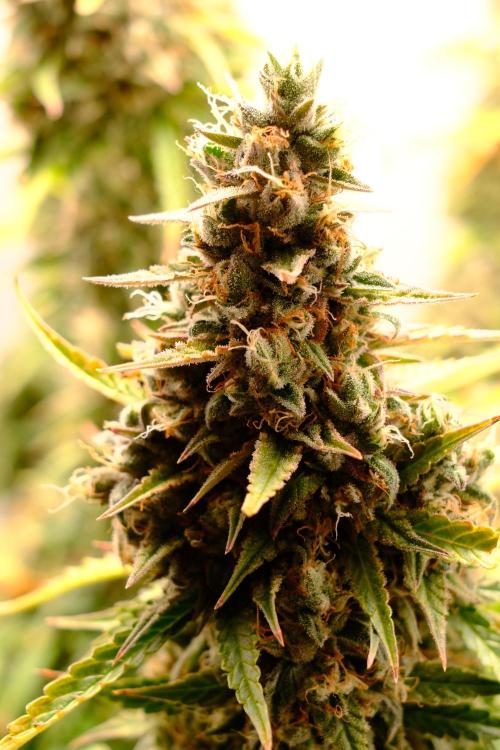 Pineapple Pulse Auto. Week 10