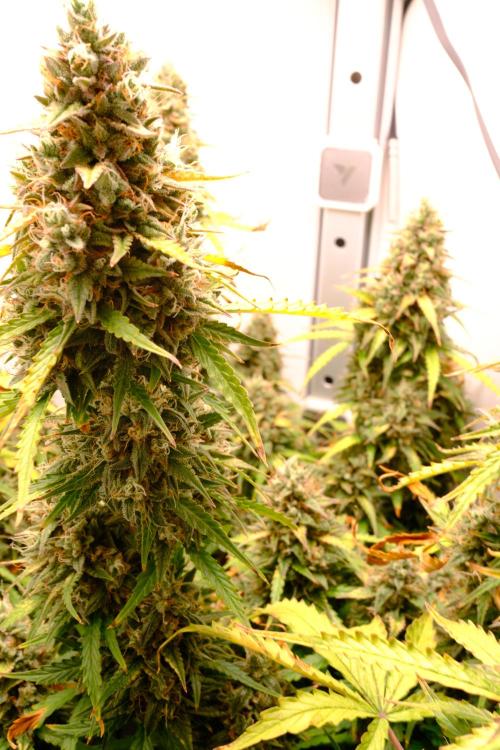Pineapple Pulse Auto. Week 10