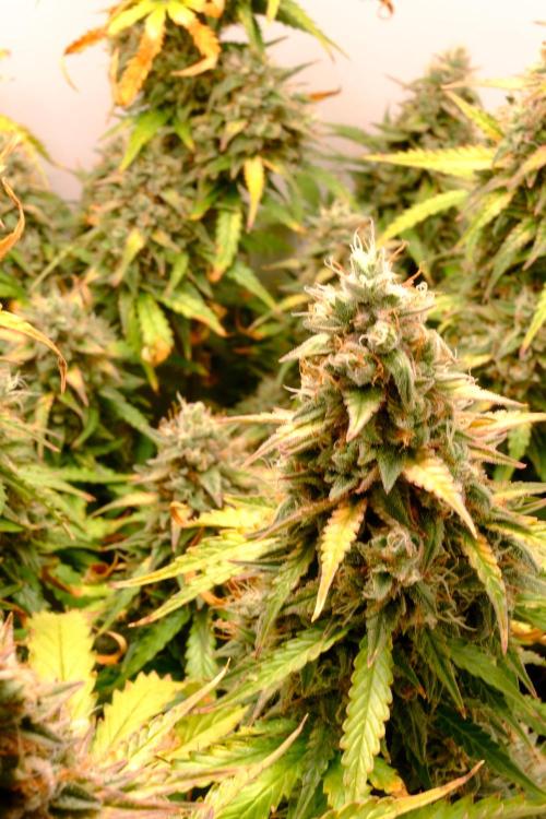 Pineapple Pulse Auto. Week 10