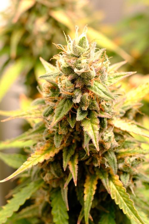 Pineapple Pulse Auto. Week 10