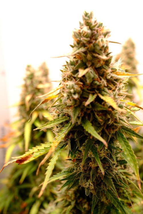Pineapple Pulse Auto. Week 10