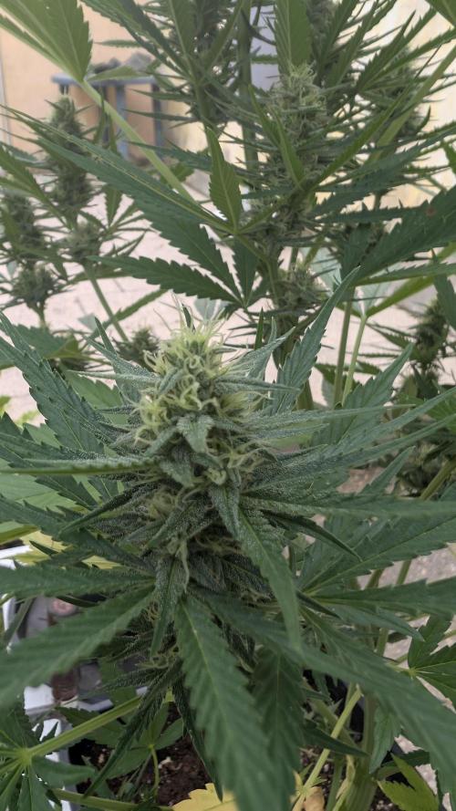 Strawberry Banana Auto - Outdoor. Week 8